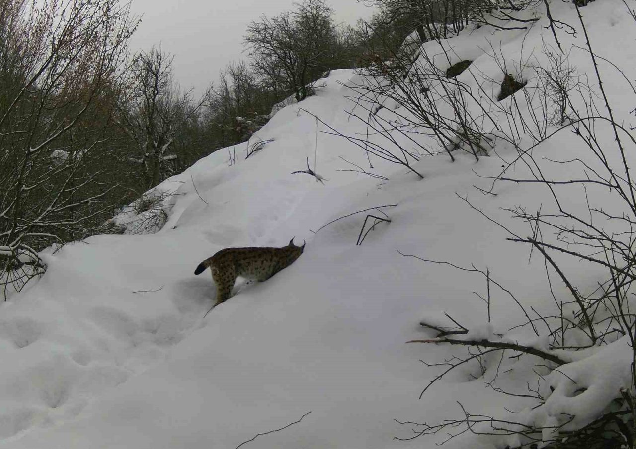 Erzincan ve çevresinde yaban hayatı, doğaya yerleştirilen fotokapanlarla görüntülendi. Yaban