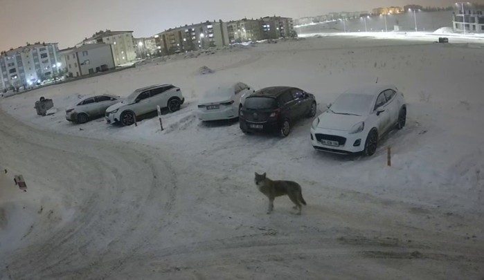 Erzurum’un Palandöken ilçesinde bir sitenin güvenlik kameralarına yansıyan kurt, çevre