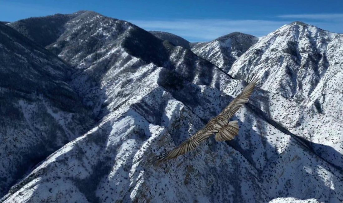 Erzurum’da sakallı akbaba havadan görüntülendi. Erzurum’un Uzundere ilçesinde İHA muhabiri