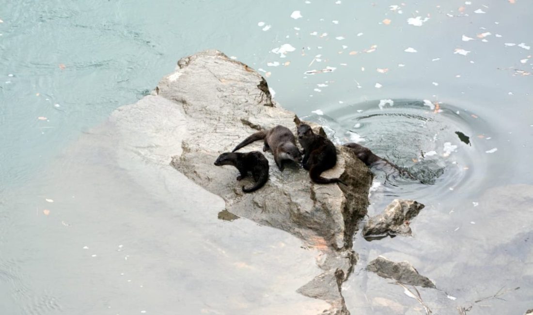 Erzincan’ın Kemaliye ilçesinde dondurucu soğukların etkisiyle büyük bölümü buz tutan
