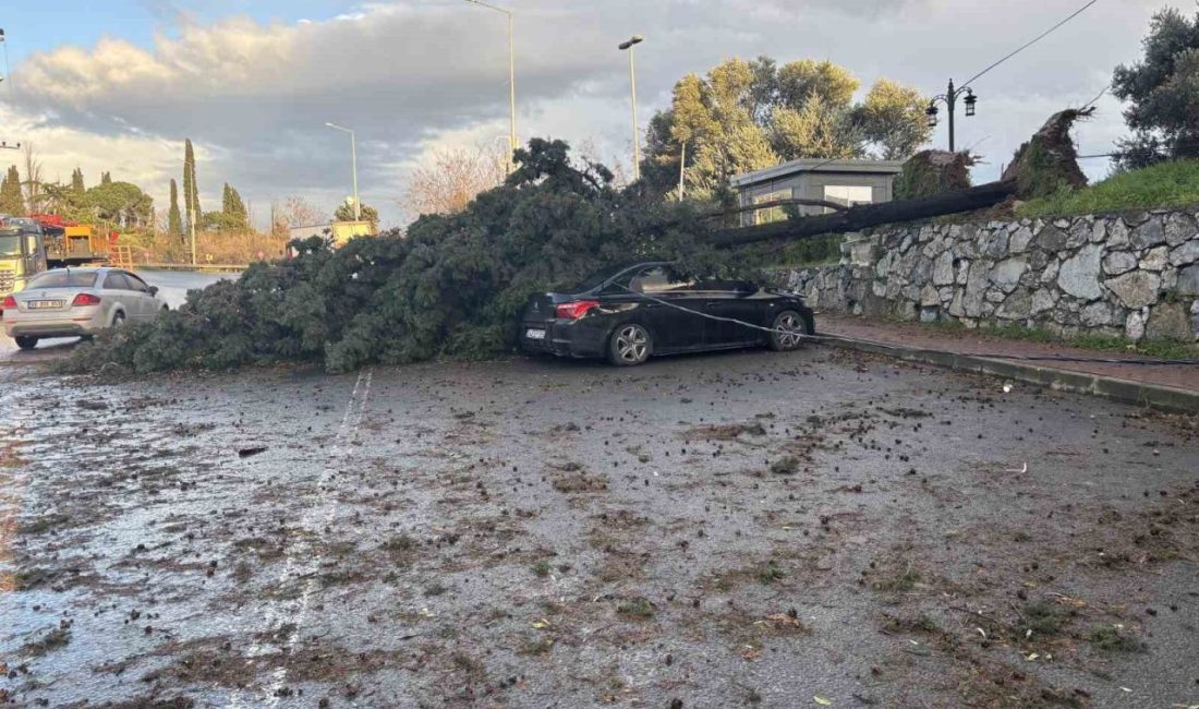 Kocaeli’nin Gebze ilçesinde fırtına sebebiyle cadde üzerindeki bir ağaç park