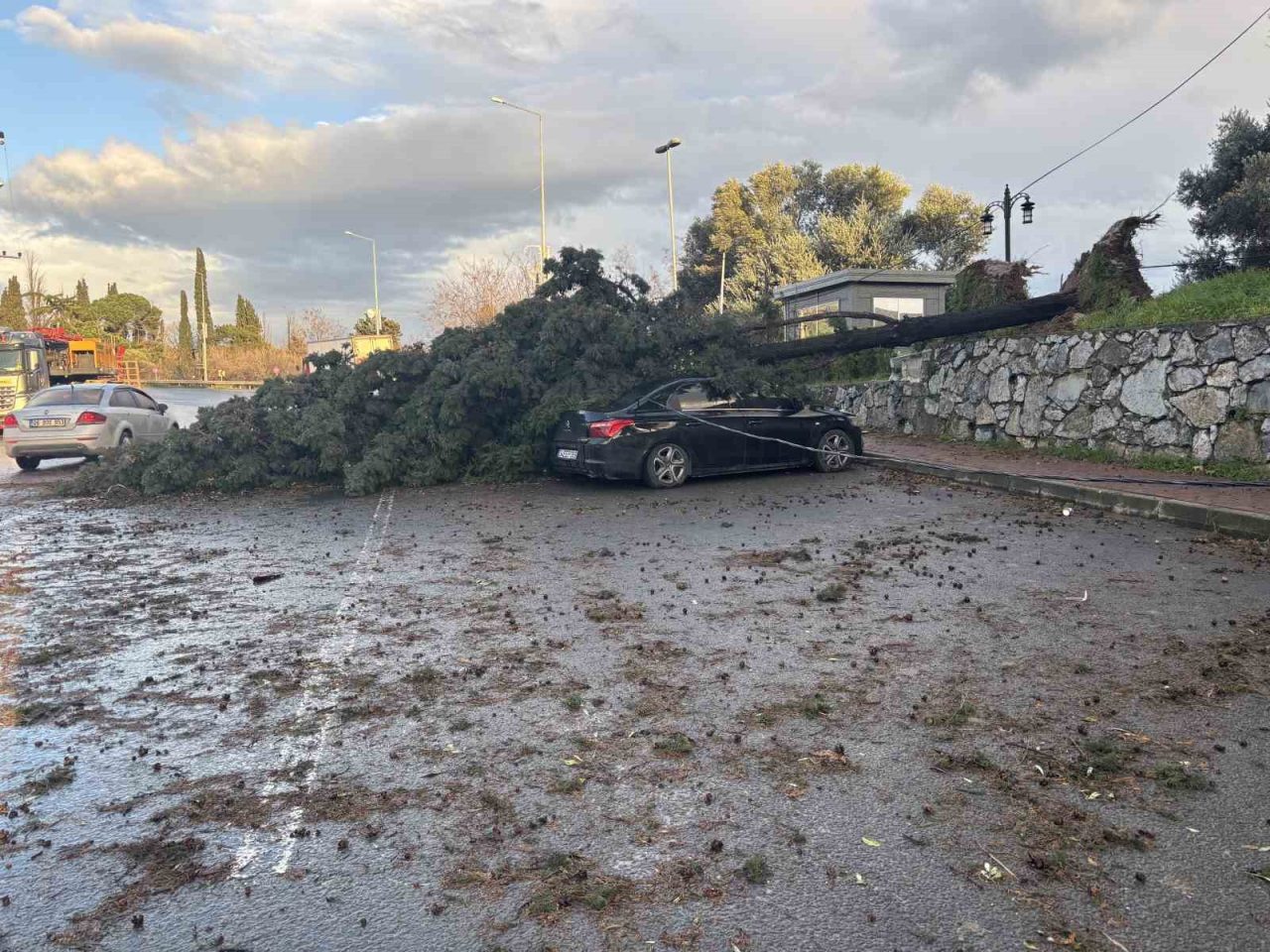 Kocaeli’nin Gebze ilçesinde fırtına sebebiyle cadde üzerindeki bir ağaç park