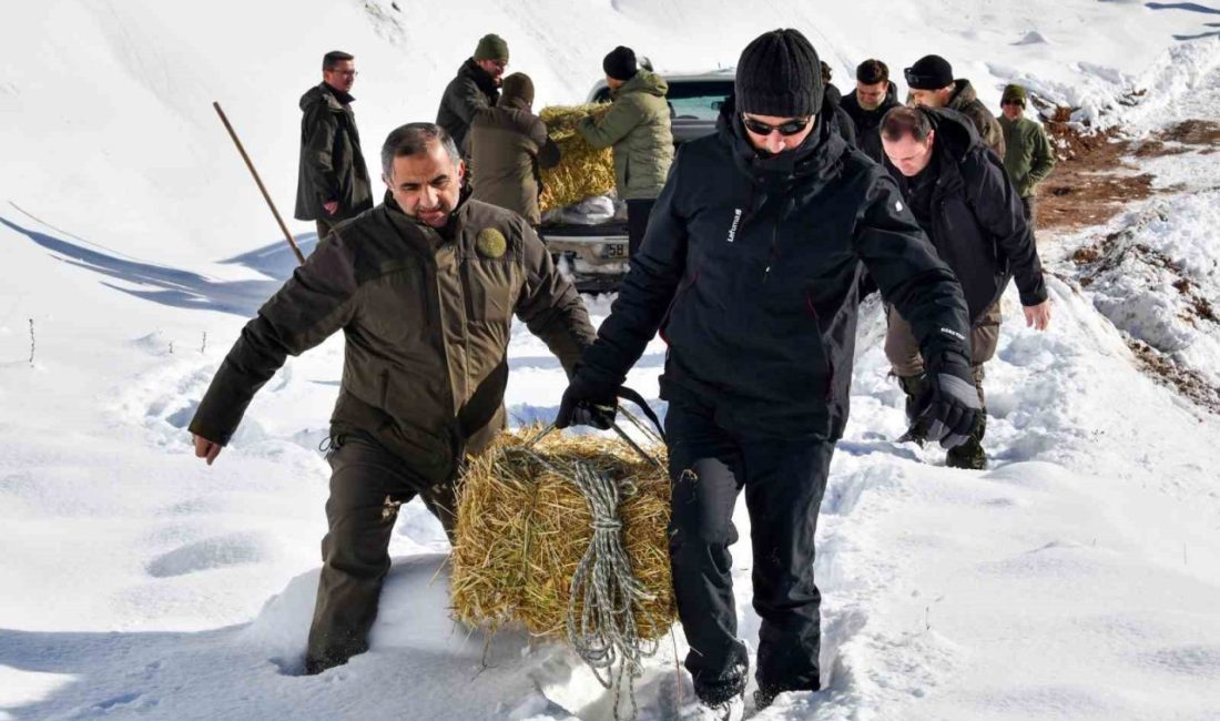 Gümüşhane’de yoğun kar yağışının ardından doğal besin kaynakları azalan yaban