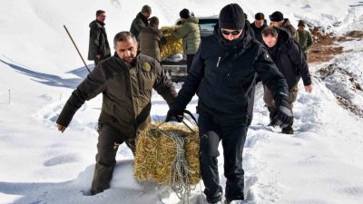 Gümüşhane’de yoğun kar yağışının ardından doğal besin kaynakları azalan yaban