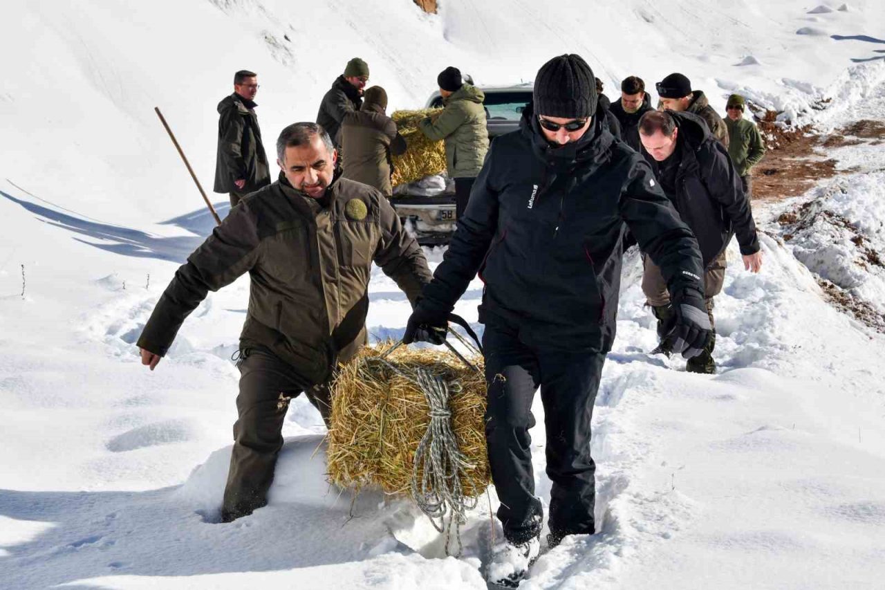 Gümüşhane’de yoğun kar yağışının ardından doğal besin kaynakları azalan yaban