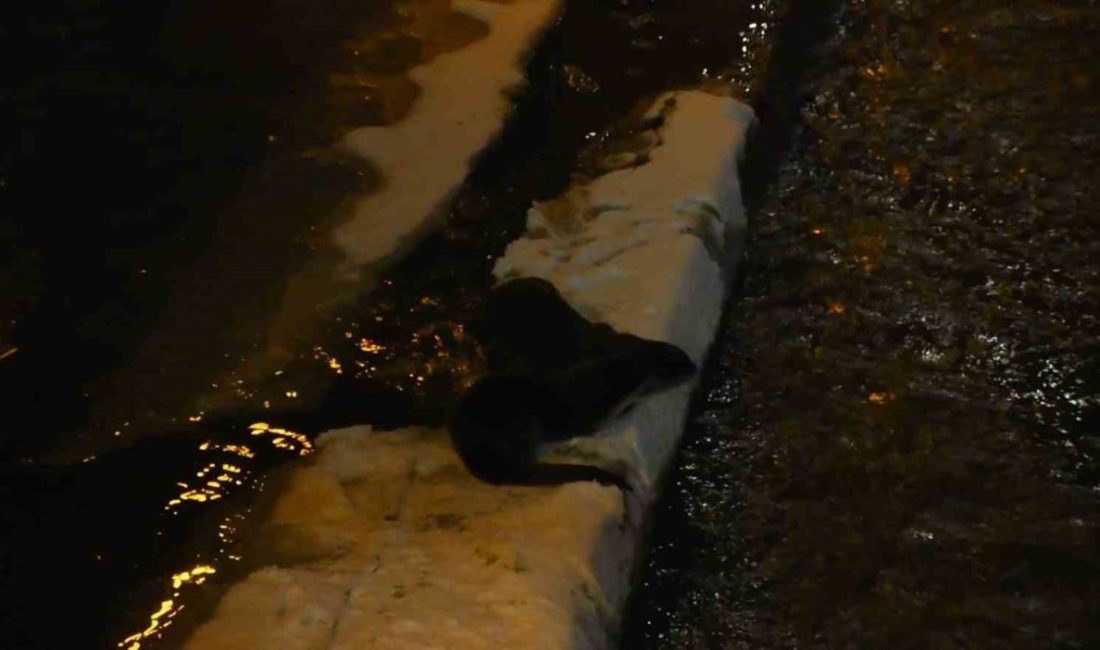 Gümüşhane’de Harşit Çayı’nda nesli tükenme tehlikesi altındaki iki su samuru