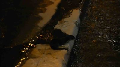 Gümüşhane’de Harşit Çayı’nda nesli tükenme tehlikesi altındaki iki su samuru