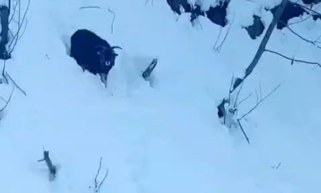 Rize’nin Ardeşen ilçesinde kardan kapanan yolda çalışma yapan operatör, kaybolan