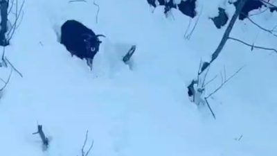 Rize’nin Ardeşen ilçesinde kardan kapanan yolda çalışma yapan operatör, kaybolan