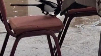 Erzincan’ın Çağlayan Beldesinde kahvedeki yancılar bu kez oyuna değil, bir