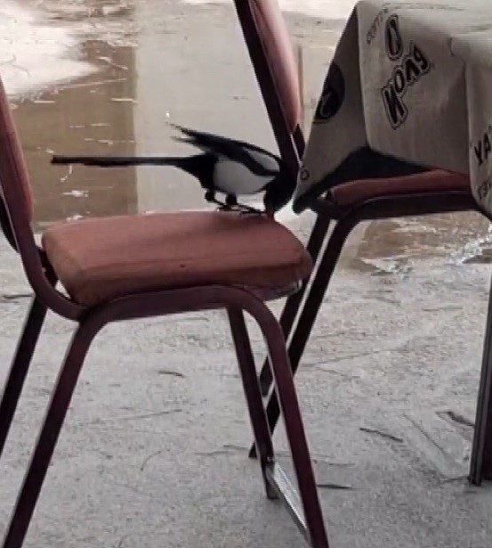 Erzincan’ın Çağlayan Beldesinde kahvedeki yancılar bu kez oyuna değil, bir