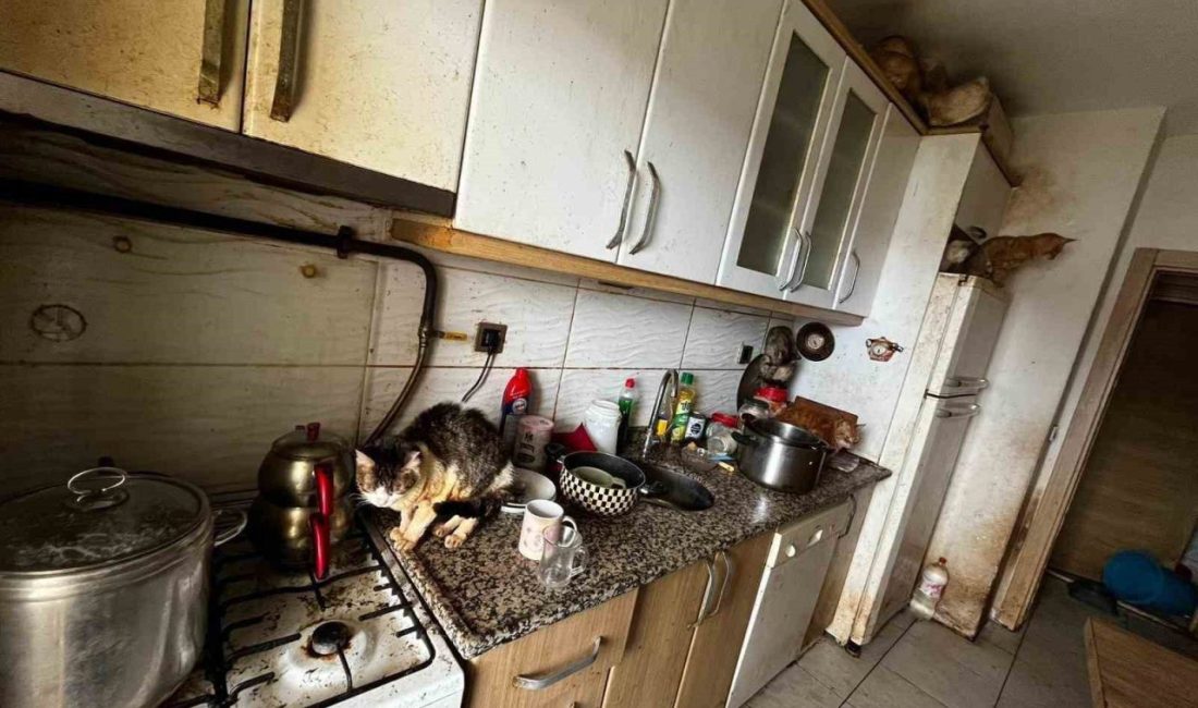 Kocaeli’nin Kandıra ilçesinde bir evde çok sayıda kedi ve köpeğin