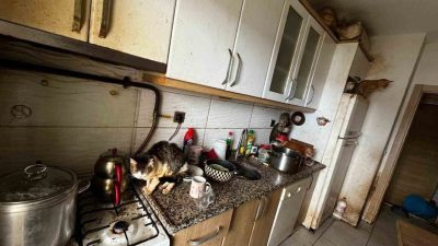 Kocaeli’nin Kandıra ilçesinde bir evde çok sayıda kedi ve köpeğin