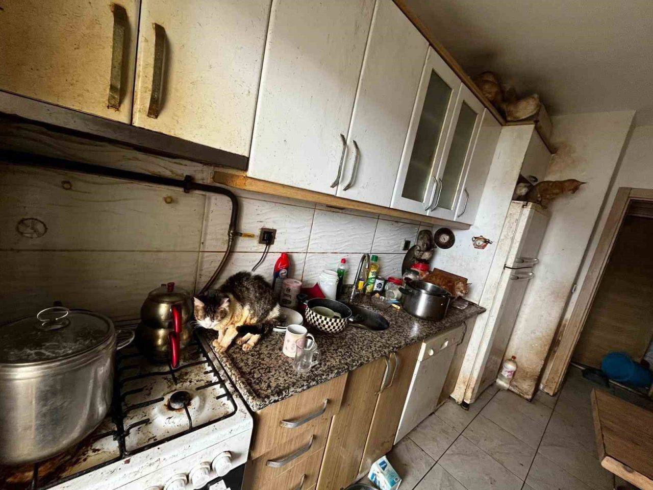 Kocaeli’nin Kandıra ilçesinde bir evde çok sayıda kedi ve köpeğin