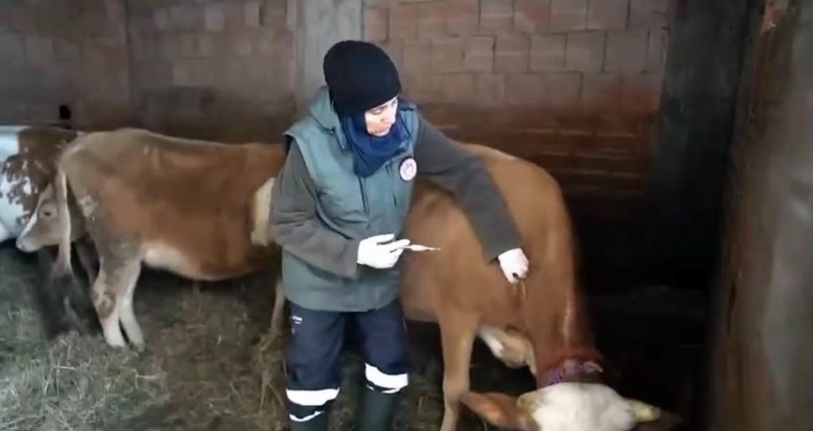 Trabzon İl Tarım ve Orman Müdürlüğü ekipleri, Trabzon’un zorlu ve