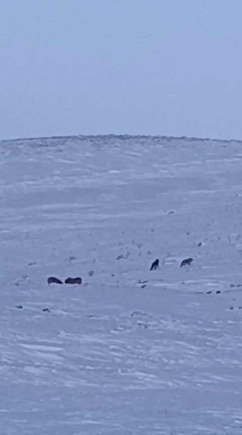 Erzurum’un Karayazı ilçesinde, gündüz saatlerinde meydana gelen olayda, aç kalan