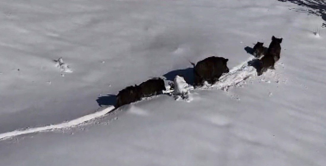 Erzincan’da etkili olan kar yağışının ardından beyaza bürünen arazide ilerleyen