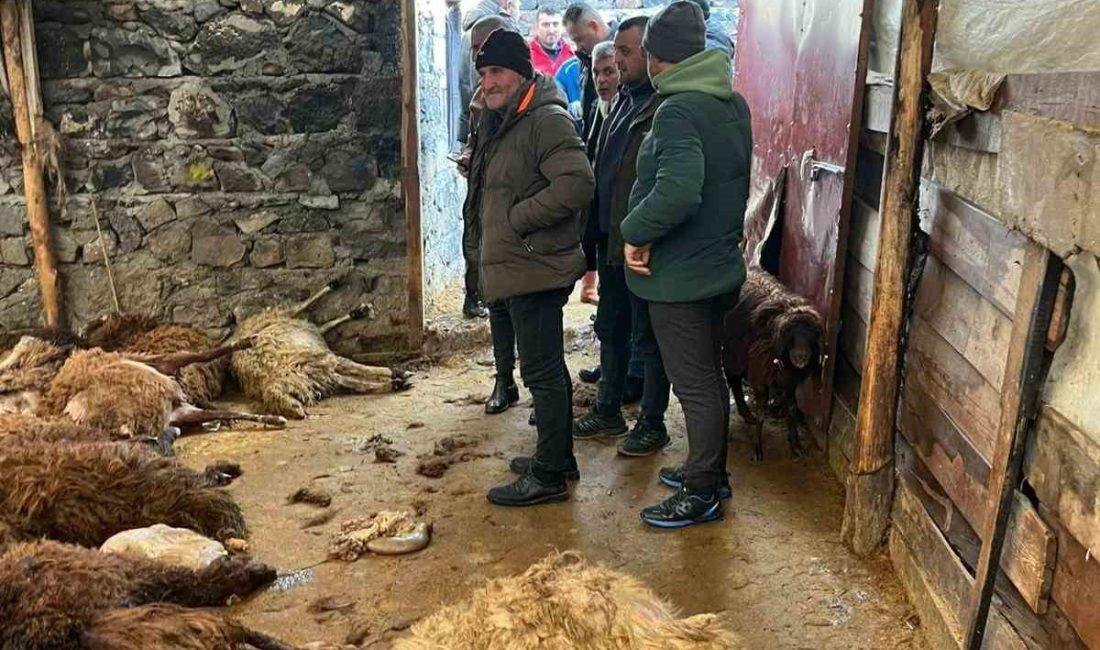 Kars’ta ağıla giren aç kurtlar 130 koyunu telef etti. Kars’ın