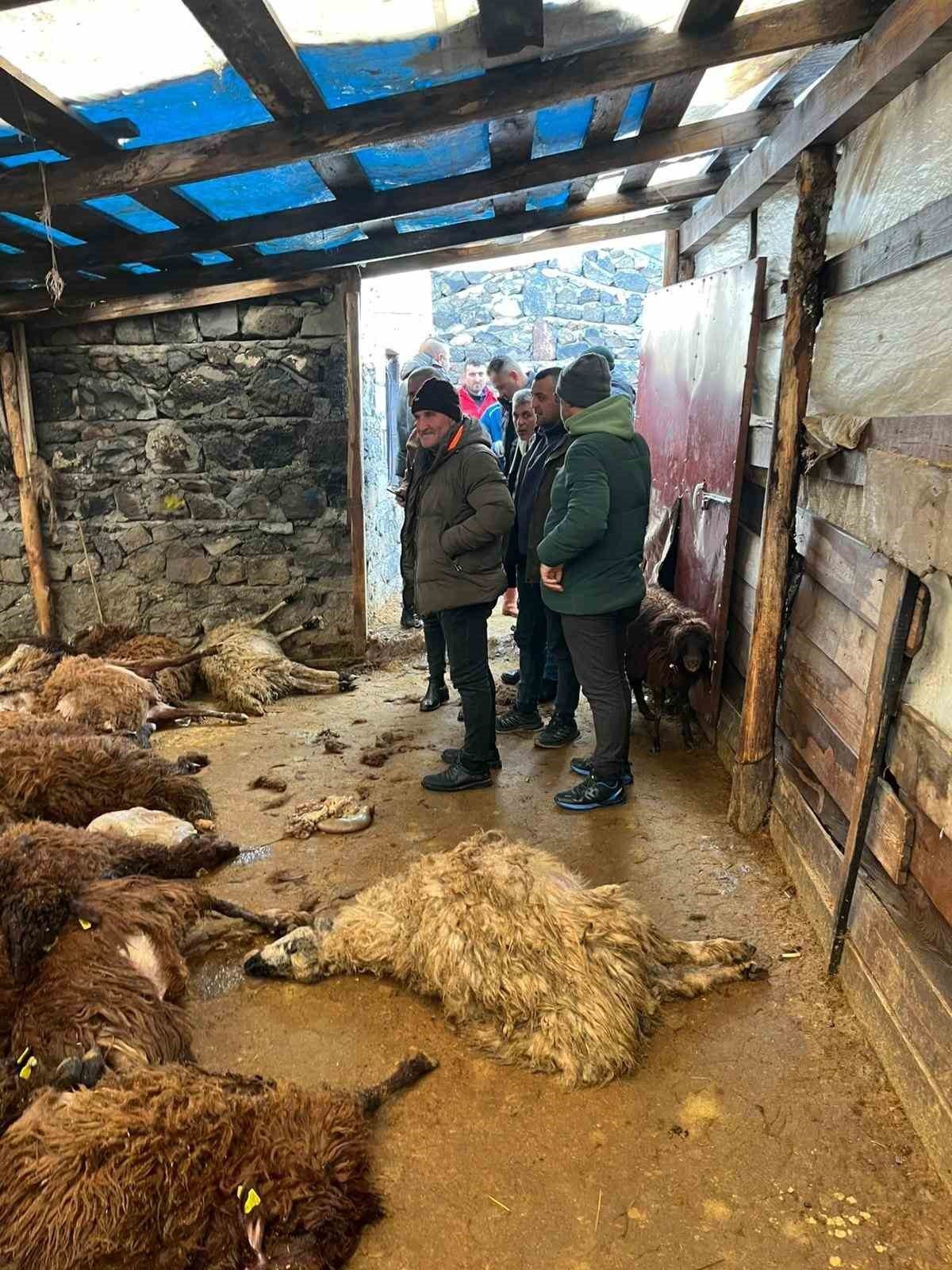 Kars’ta ağıla giren aç kurtlar 130 koyunu telef etti. Kars’ın