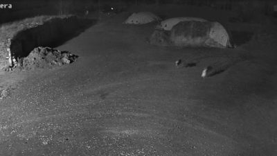 Kars’ta yerleşim yerine gelen aç kalan kurtlar, samanlıkta uyuyan köpeği