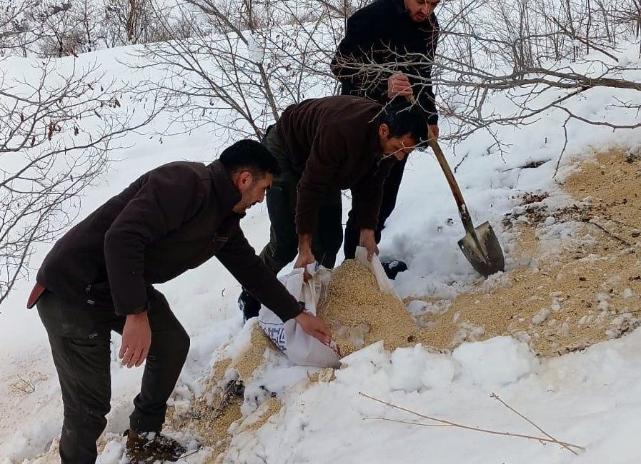 Erzincan’ın Kemah ilçesinde, ağır kış şartları nedeniyle yiyecek bulmakta zorlanan