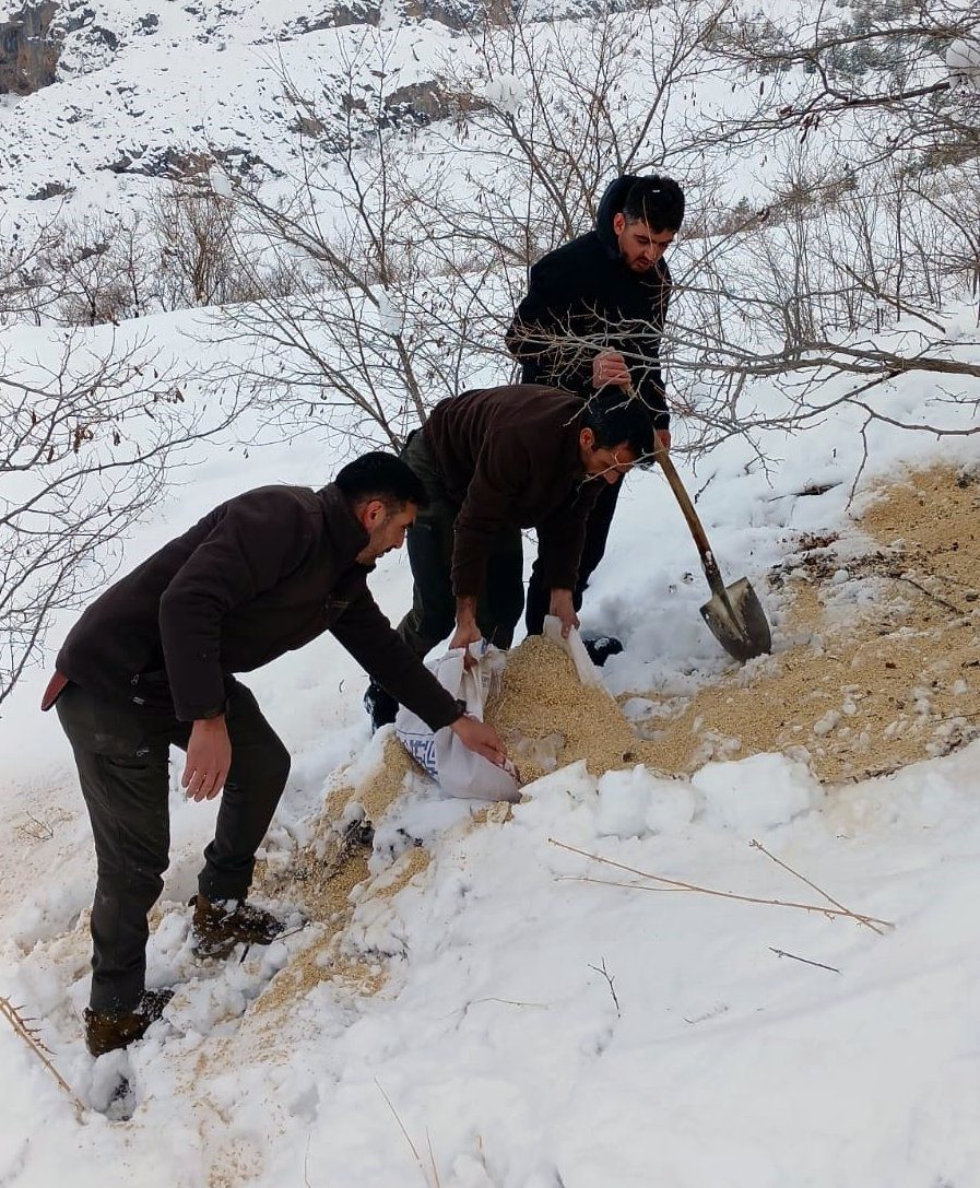 Erzincan’ın Kemah ilçesinde, ağır kış şartları nedeniyle yiyecek bulmakta zorlanan