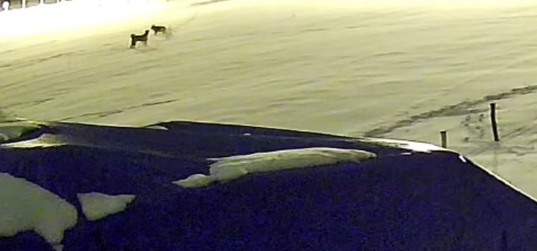 Sivas’ta aç kalan 6 kurt, bir çiftlikteki köpeğe saldırdı. Kurtların