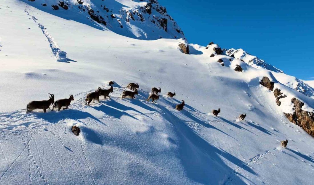 Erzincan ile Tunceli arasında yer alan Munzur Dağları’nda, nesli tehlike