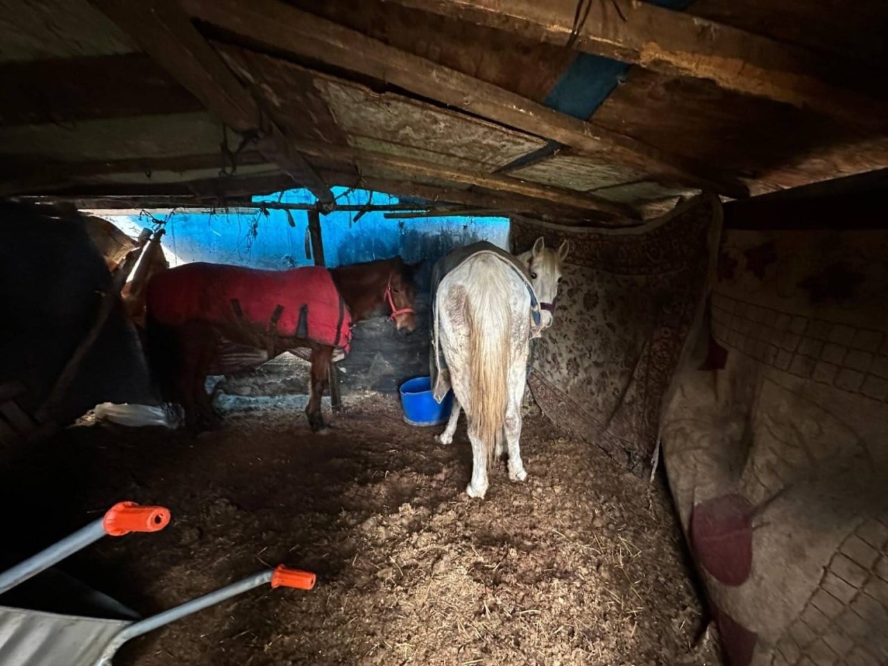 Sakarya’nın Erenler ilçesinde otoyolun kenarına atılan hayvan kemiklerinin izini süren