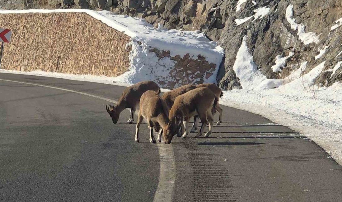 Doğanın nadir misafirlerinden biri olan dağ keçileri, Vauk Dağı yakınlarında