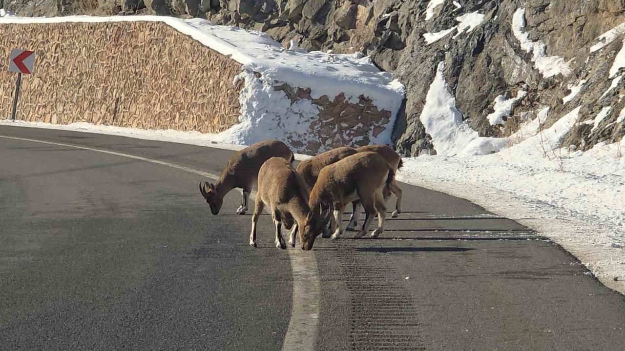 Doğanın nadir misafirlerinden biri olan dağ keçileri, Vauk Dağı yakınlarında