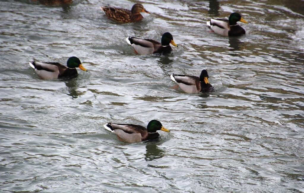 Sibirya ve Rusya’dan göç eden yeşilbaşlı ördekler, kış aylarında Bayburt’tan