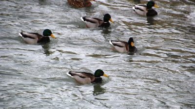Sibirya ve Rusya’dan göç eden yeşilbaşlı ördekler, kış aylarında Bayburt’tan