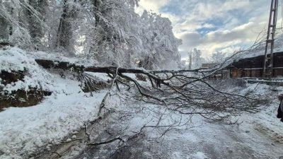Sinop’un Türkeli ile Ayancık ilçelerini birbirine bağlayan kara yolunda ağaç
