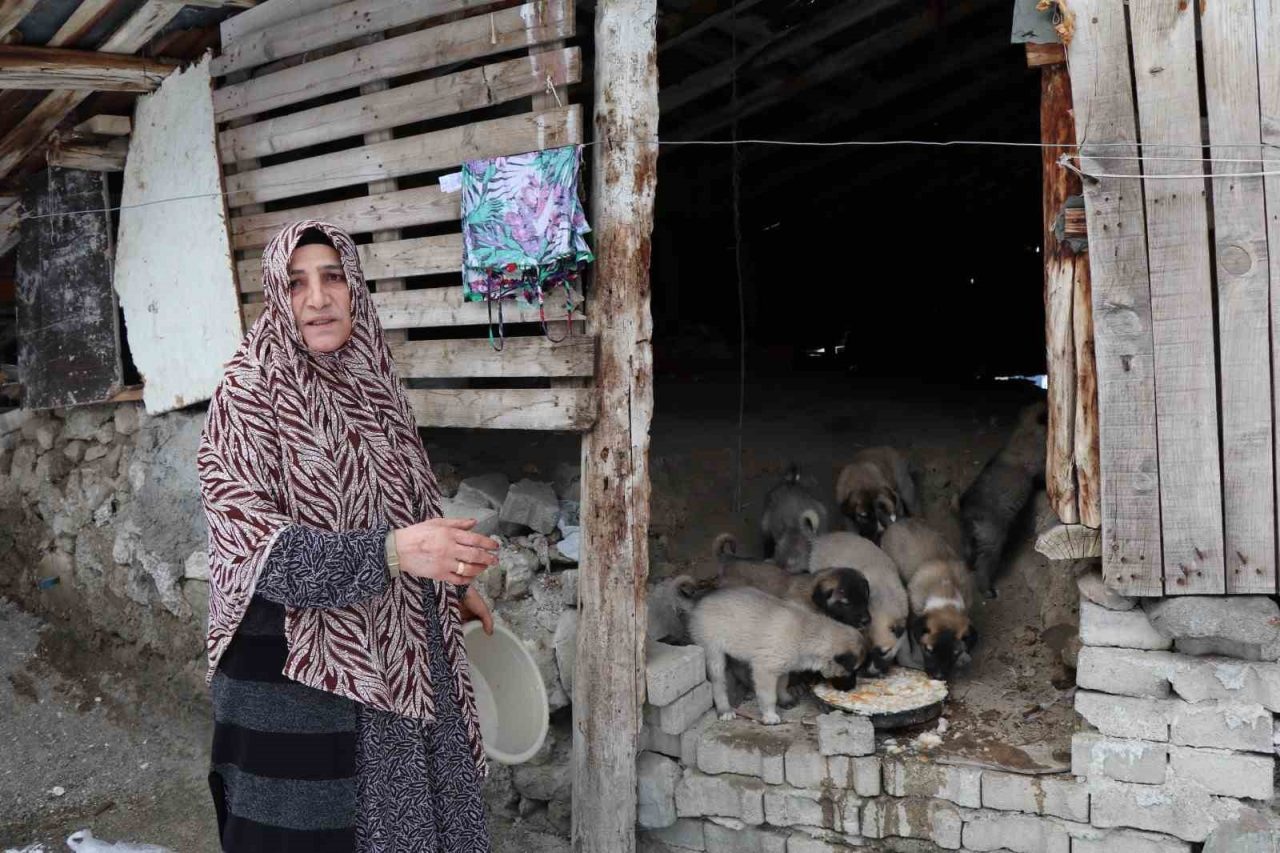 Erzurum’un Oltu ilçesinde bir sokak köpeği, eski bir evin çatısında