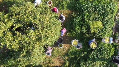 Tarım ürünleri üretici fiyat endeksi (Tarım-ÜFE), 2025 yılı Aralık ayında