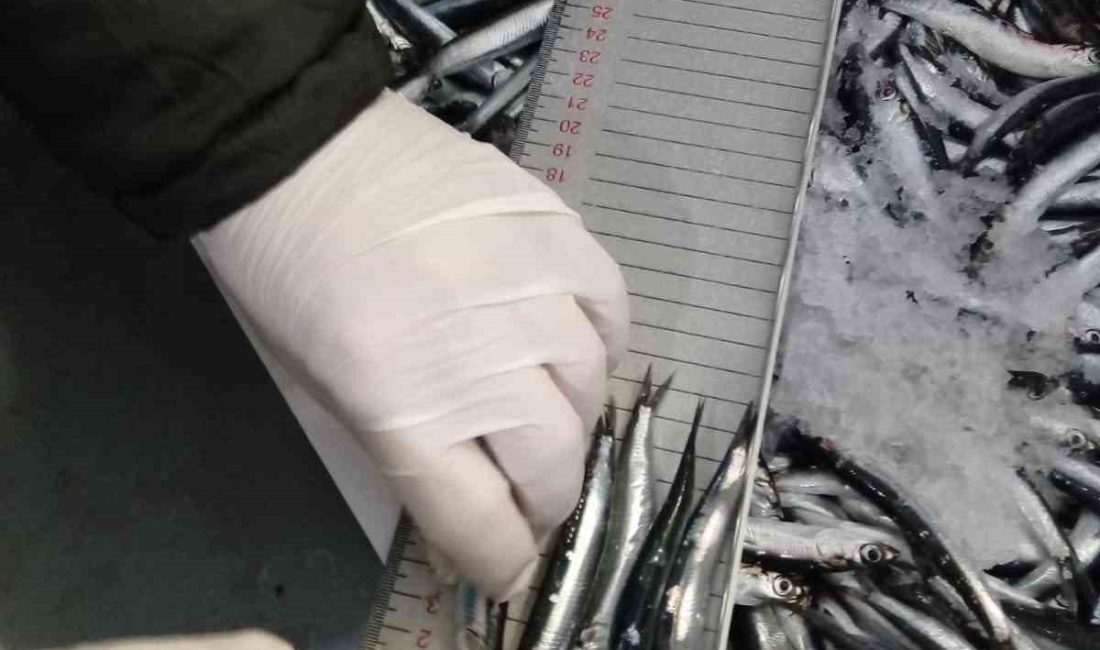 Balık stoklarının korunması ve sürdürülebilir balıkçılığın sağlanması amacıyla Trabzon İl