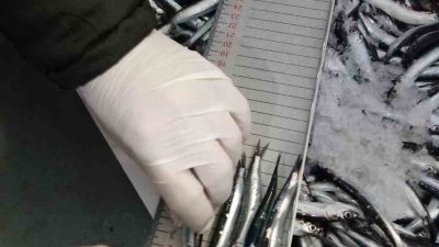 Balık stoklarının korunması ve sürdürülebilir balıkçılığın sağlanması amacıyla Trabzon İl