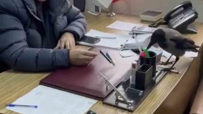 Trabzon’un Beşikdüzü ilçesinde Belediye Başkanı Cahit Erdem’in bir karga ile