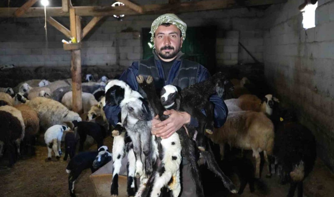 Erzincan’da koyunların kuzulama döneminin başlamasıyla birlikte yeni yılın ilk kuzuları