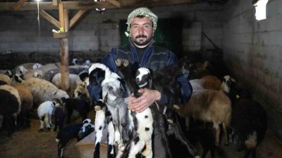 Erzincan’da koyunların kuzulama döneminin başlamasıyla birlikte yeni yılın ilk kuzuları