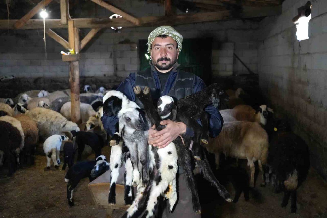 Erzincan’da koyunların kuzulama döneminin başlamasıyla birlikte yeni yılın ilk kuzuları
