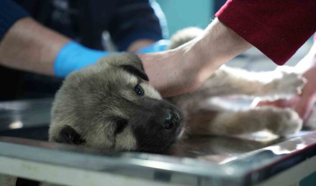 Kop Dağı’nda aracın çarpması sonucu arka ayakları tutmayan yavru köpeğe,