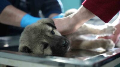 Kop Dağı’nda aracın çarpması sonucu arka ayakları tutmayan yavru köpeğe,