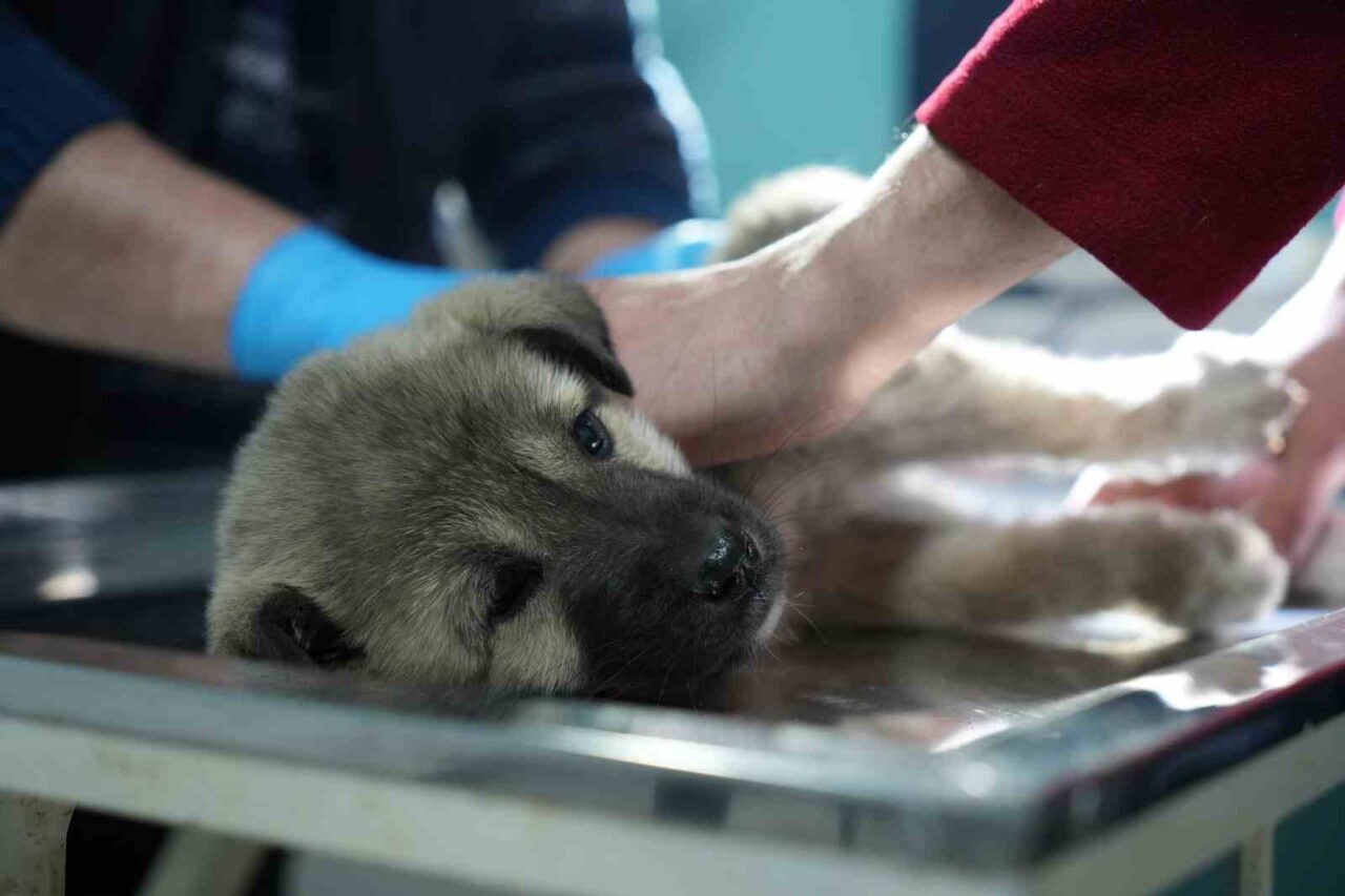 Kop Dağı’nda aracın çarpması sonucu arka ayakları tutmayan yavru köpeğe,