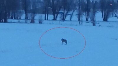 Bayburt’un Arpalı beldesinde aç olduğu değerlendirilen 3 kurt, yerleşim alanına