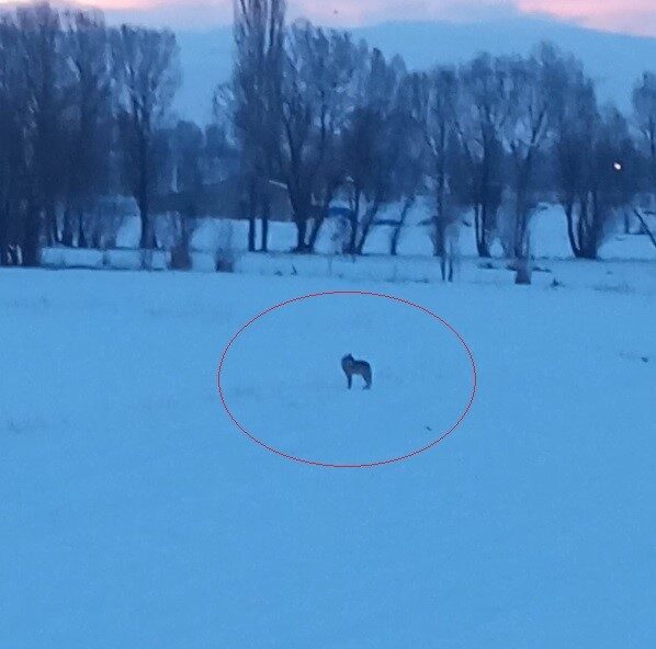 Bayburt’un Arpalı beldesinde aç olduğu değerlendirilen 3 kurt, yerleşim alanına