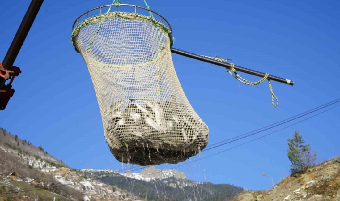 Gümüşhane’de alabalık yetiştiriciliği üretimi bu yıl yaklaşık 2 bin tona
