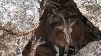 Erzincan’ın sarp kayalıklarında yaşayan koruma altındaki dağ keçileri, havadan görüntülendi.