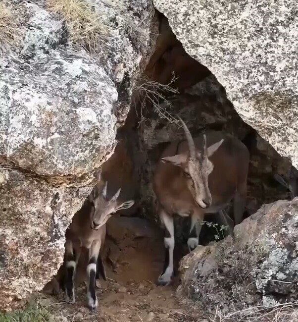 Erzincan’ın sarp kayalıklarında yaşayan koruma altındaki dağ keçileri, havadan görüntülendi.